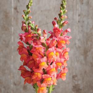 Snapdragon Maryland Dark Orange