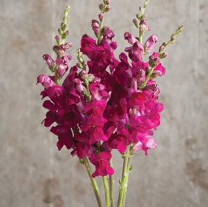 Snapdragon 'Potomac Royal' Snapdragon 'Potomac Royal'