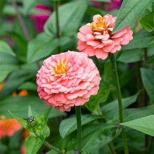 Zinnia elegans 'Oklahoma Salmon' Zinnia elegans 'Oklahoma Salmon'