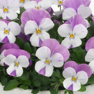 Viola 'Sorbet® XP Pink Wing' Viola 'Sorbet® XP Pink Wing'