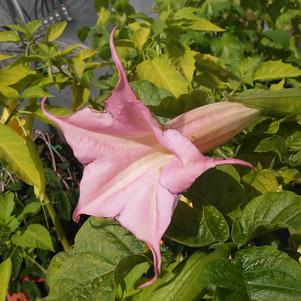 Brugmansia 'Champagne Pink' Brugmansia 'Champagne Pink'