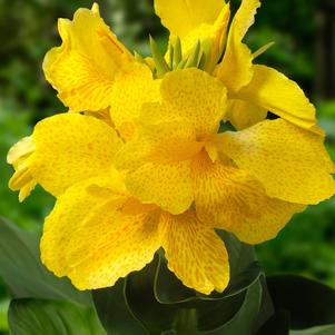 Canna 'CannaSol Emily' Canna 'CannaSol Emily'