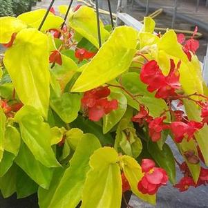 Begonia 'Canary Wings'
