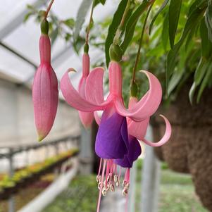 Fuchsia 'Sunbeam Billy' Fuchsia 'Sunbeam Billy'