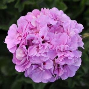 Geranium 'Precision™ Lavender Blue' Geranium 'Precision™ Lavender Blue'