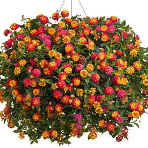 Lantana 'Luscious® Berry Blend' Lantana 'Luscious® Berry Blend'