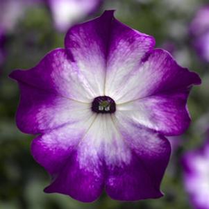 Petunia 'Sanguna® Radiant Blue' Petunia 'Sanguna® Radiant Blue'