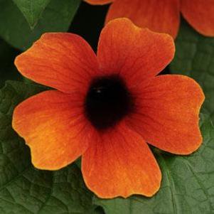 Thunbergia 'Sunny™ Arizona Glow' Thunbergia 'Sunny™ Arizona Glow'