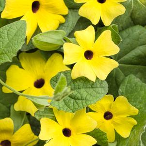 Thunbergia hybrid 'Lemon A-Peel®' Thunbergia hybrid 'Lemon A-Peel®'