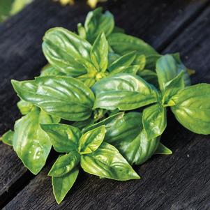 Basil 'Keira sub Prospera Compact' Basil 'Keira sub Prospera Compact'