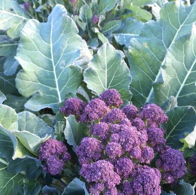 Broccoli 'Burgundy Sprouting'