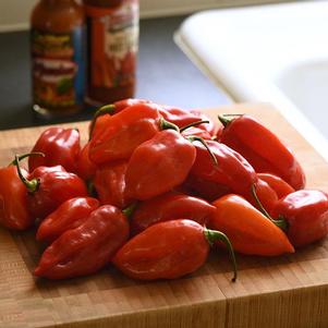 Pepper 'Habanero Primero Red' Pepper 'Habanero Primero Red'