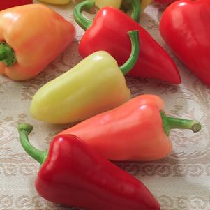Pepper 'Mariachi' Pepper 'Mariachi'