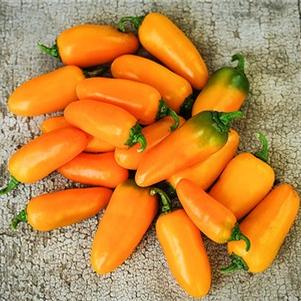 Pepper 'Pumpkin Spice -Jalapeño' Pepper 'Pumpkin Spice -Jalapeño'