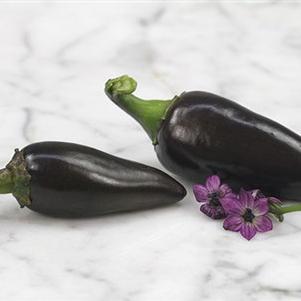 Pepper 'Black Hungarian' Pepper 'Black Hungarian'