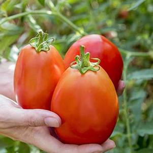 Tomato Gladiator