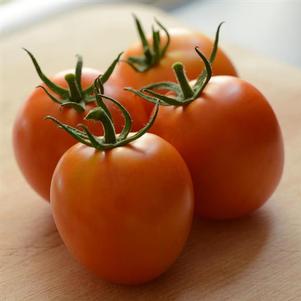 Tomato 'Heirloom Marriage Perfect Flame' Tomato 'Heirloom Marriage Perfect Flame'