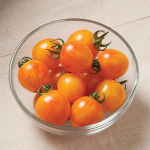 Tomato 'Sunrise Bumble Bee' Tomato 'Sunrise Bumble Bee'