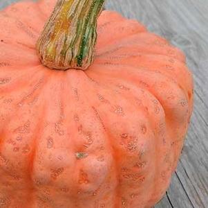 Winter Squash 'Australian Butter' Winter Squash 'Australian Butter'