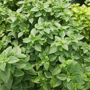 Basil 'Greek' Basil 'Greek'