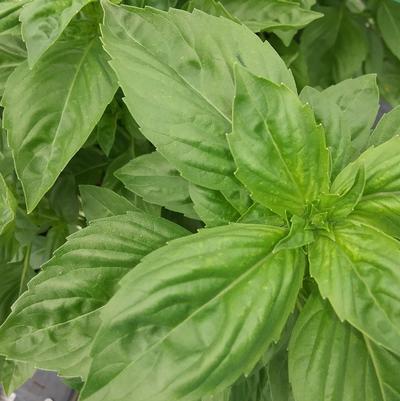 Basil 'Passion DMR' Basil 'Passion DMR'