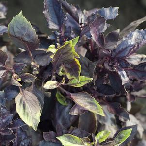 Basil 'Purple Dark Opal' Basil 'Purple Dark Opal'