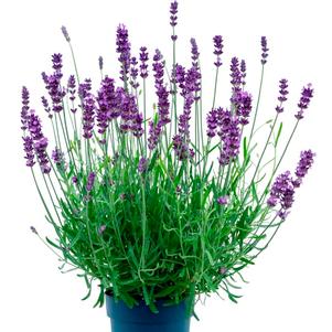 Lavender angustifolia 'BeeZee Power Blue' Lavender angustifolia 'BeeZee Power Blue'