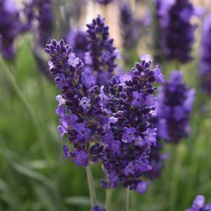 Lavender angustifolia 'Blue Spear' Lavender angustifolia 'Blue Spear'