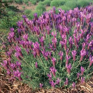 Lavender stoechas 'Regal Splendour' Lavender stoechas 'Regal Splendour'