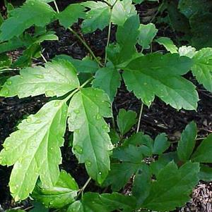 Actaea pachypoda Actaea pachypoda