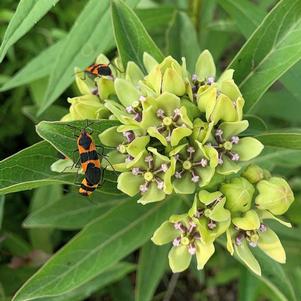 Asclepias viridis Asclepias viridis