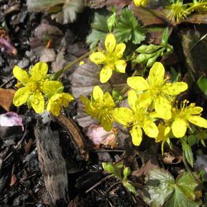 Waldsteinia fragarioides Waldsteinia fragarioides