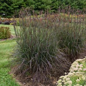 Andropogon gerardii 'Blackhawks' Andropogon gerardii 'Blackhawks'
