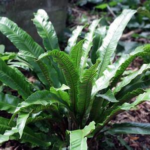Asplenium scolopendrium 'Undulata' Asplenium scolopendrium 'Undulata'