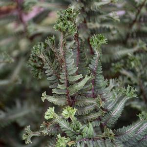 Athyrium niponicum 'Crested Surf' Athyrium niponicum 'Crested Surf'