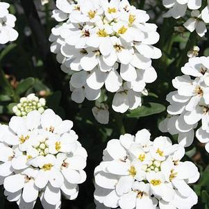 Iberis sempervirens 'Snowball' Iberis sempervirens 'Snowball'