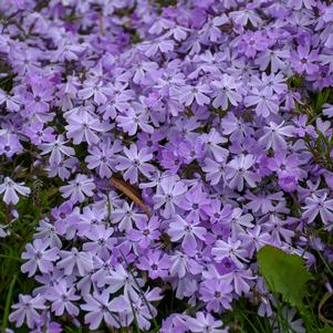 Phlox subulata Emerald Blue