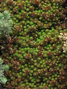 Sedum lydium Sedum lydium