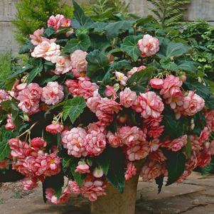 Begonia 'Sun Dancer™ White Pink Picotee' Begonia 'Sun Dancer™ White Pink Picotee'