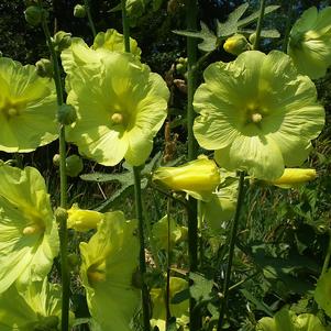 Alcea Rugosa Norma's Yellow