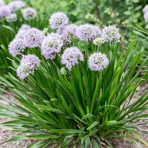 Allium 'Summer Peek-a-Boo®' Allium 'Summer Peek-a-Boo®'