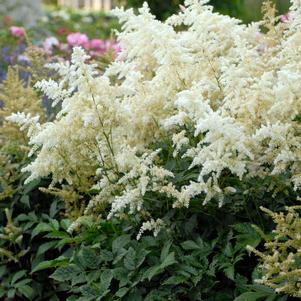 Astilbe japonica 'Deutschland' Astilbe japonica 'Deutschland'