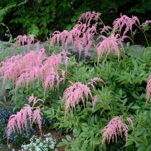 Astilbe thunbergii 'Straussenfeder' Astilbe thunbergii 'Straussenfeder'