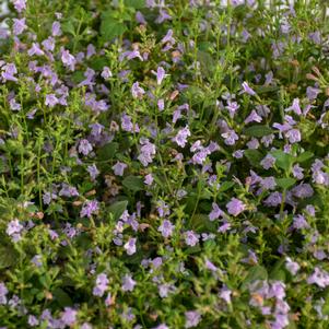 Calamintha nepeta Marvelette Blue