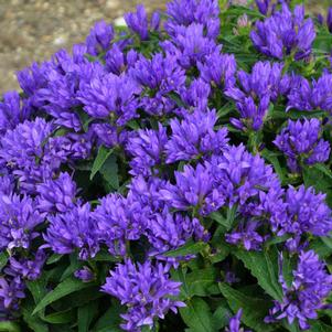 Campanula 'Genti Blue' Campanula 'Genti Blue'
