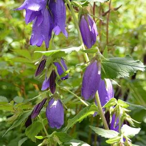 Campanula 'Sarastro' Campanula 'Sarastro'