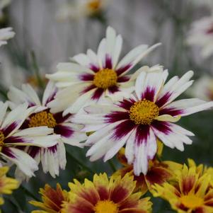 Coreopsis 'Li'l Bang™ Starlight' Coreopsis 'Li'l Bang™ Starlight'