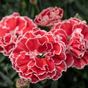 Dianthus Constant Beauty® Crush Orange