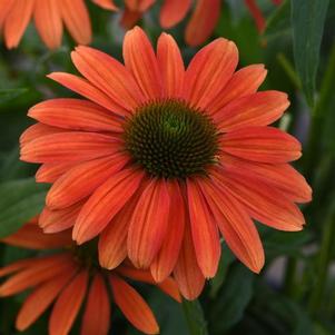 Echinacea x hybrida 'Sombrero® Tango Tangerine' Echinacea x hybrida 'Sombrero® Tango Tangerine'