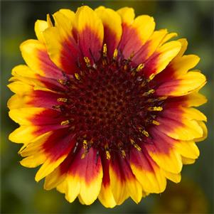 Gaillardia 'Barbican™ Yellow Red Ring' Gaillardia 'Barbican™ Yellow Red Ring'